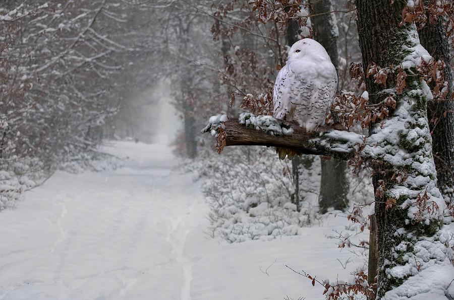 Snowy Owl, Quebec, Canada